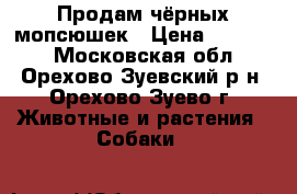 Продам чёрных мопсюшек › Цена ­ 20 000 - Московская обл., Орехово-Зуевский р-н, Орехово-Зуево г. Животные и растения » Собаки   